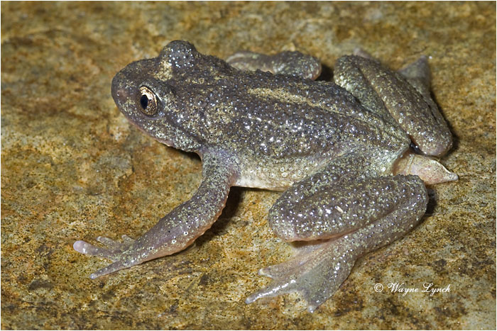 Rocky Mountain Tailed Frog 109 by Dr. Wayne Lynch &copy;